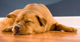 Which wooden floors work the best with dogs | {COMPANY_NAME} Which wooden floors work the best with dogs | {COMPANY_NAME}